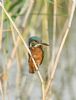 Kingfisher at Bowers Marsh (RSPB) (Graham Oakes) (49739 bytes)