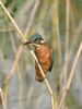 Kingfisher at Bowers Marsh (RSPB) (Graham Oakes) (46450 bytes)