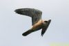 Red-footed Falcon at Vange Marsh (RSPB) (Richard Howard) (52315 bytes)