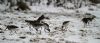 Black-tailed Godwit at Vange Marsh (RSPB) (Vince Kinsler) (53199 bytes)