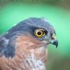 Sparrowhawk at Gunners Park (Andrew Armstrong) (80053 bytes)