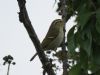 Yellow-browed Warbler at Gunners Park (Mike Clarke) (43088 bytes)