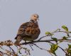 Turtle Dove at Canewdon (Jeff Delve) (79285 bytes)