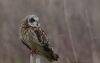 Short-eared Owl at Wallasea Island (RSPB) (Tim Bourne) (33864 bytes)