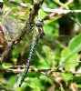 Hairy Dragonfly at Bowers Marsh (RSPB) (Graham Oakes) (117916 bytes)