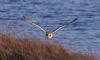 Barn Owl at Wallasea Island (RSPB) (Vince Kinsler) (44767 bytes)