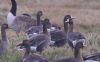 White-fronted Goose at Bowers Marsh (RSPB) (Tim Bourne) (61933 bytes)