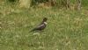 Ring Ouzel at Doggetts Pits (Steve Arlow) (89416 bytes)