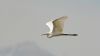Great White Egret at Bowers Marsh (RSPB) (Steve Arlow) (11091 bytes)