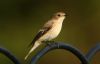 Pied Flycatcher at Gunners Park (Steve Arlow) (26589 bytes)