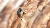 Bearded Tit at Bowers Marsh (RSPB) (Steve Arlow) (49913 bytes)