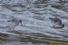 Spotted Redshank at Wat Tyler Country Park (Richard Howard) (144592 bytes)