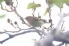 Yellow-browed Warbler at Gunners Park (Paul Griggs) (44454 bytes)
