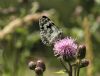 Marbled White at Belfairs Great Wood (Vince Kinsler) (59871 bytes)