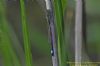 Blue-tailed Damselfly at Benfleet Creek (Richard Howard) (53228 bytes)