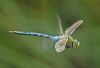 Emperor Dragonfly at Bowers Marsh (RSPB) (Graham Oakes) (27490 bytes)