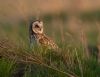 Short-eared Owl at Wallasea Island (RSPB) (Jeff Delve) (58254 bytes)