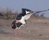 Oystercatcher at Two Tree Island (West) (Vince Kinsler) (89857 bytes)
