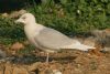 Iceland Gull at Private site with no public access (Steve Arlow) (188320 bytes)