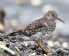 Purple Sandpiper at Gunners Park (Andrew Armstrong) (75409 bytes)