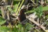 Brown Argus at Canvey Wick (Richard Howard) (66214 bytes)