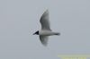 Mediterranean Gull at Canvey Point (Richard Howard) (36249 bytes)