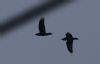 Raven at Bowers Marsh (RSPB) (Tim Bourne) (30276 bytes)