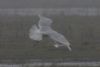 Glaucous Gull at West Canvey Marsh (RSPB) (Martin Cracknell) (30552 bytes)