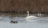 Bewick's Swan at Bowers Marsh (RSPB) (Steve Arlow) (64118 bytes)
