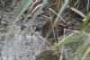 Water Rail at Bowers Marsh (RSPB) (John Wright) (86201 bytes) Water Rail at Bowers Marsh (RSPB) (John Wright) (86201 bytes)
