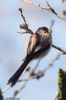 Long-tailed Tit at Private site with no public access (Jeff Delve) (40055 bytes)