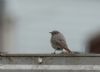 Black Redstart at Westcliff (Andrew Armstrong) (38981 bytes)