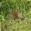 Brown Rat at Southchurch Park East (Paul Baker) (195004 bytes)