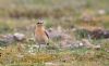 Wheatear at Gunners Park (Andrew Armstrong) (58407 bytes)