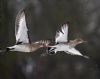 Black-tailed Godwit at Vange Marsh (RSPB) (Vince Kinsler) (49778 bytes)
