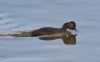 Black-necked Grebe at Bowers Marsh (RSPB) (Tim Bourne) (27947 bytes)