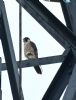 Peregrine Falcon at Bowers Marsh (RSPB) (Graham Oakes) (56217 bytes)