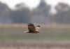 Marsh Harrier at Wallasea Island (RSPB) (Paul Griggs) (26992 bytes)