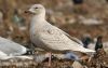 Iceland Gull at Private site with no public access (Steve Arlow) (61157 bytes)