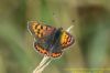 Small Copper at West Canvey Marsh (RSPB) (Richard Howard) (53310 bytes)