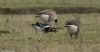 Red-breasted Goose at Wallasea Island (RSPB) (Jeff Delve) (53216 bytes)