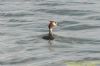 Great Crested Grebe at Canvey Point (Richard Howard) (86404 bytes)