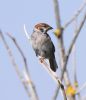 Tree Sparrow at Gunners Park (Vince Kinsler) (47175 bytes)