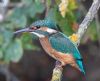 Kingfisher at Gunners Park (Andrew Armstrong) (68645 bytes)
