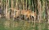 Red Fox at Bowers Marsh (RSPB) (Richard Howard) (189539 bytes)