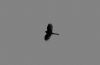 Sparrowhawk at Hockley Woods (Vince Kinsler) (9095 bytes)