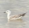 Caspian Gull at Hullbridge (Paul Baker) (63886 bytes)