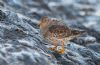 Purple Sandpiper at Canvey Point (Jeff Delve) (77256 bytes)