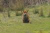 Red Fox at Benfleet Downs (Richard Howard) (134822 bytes)