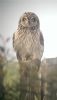Short-eared Owl at South Fambridge (Neil Chambers) (31435 bytes)